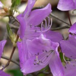 4月の花