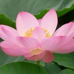 蓮(はす)