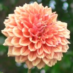 ダリア(dahlia)